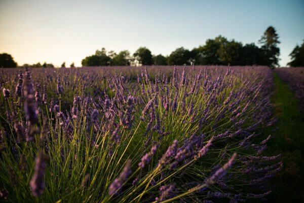 Lavender farms fields