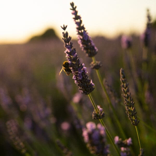 Lavender with bumble bee