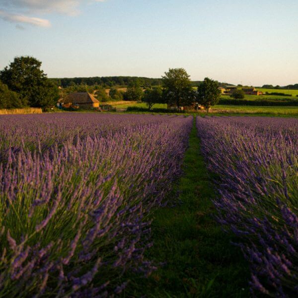 Lavender growing in a field