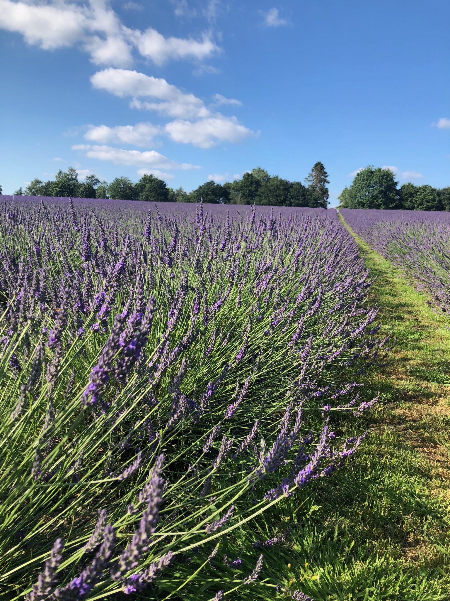 Visiting the farm - Warwickshire Lavender Farm